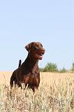 DOBERMANN 547